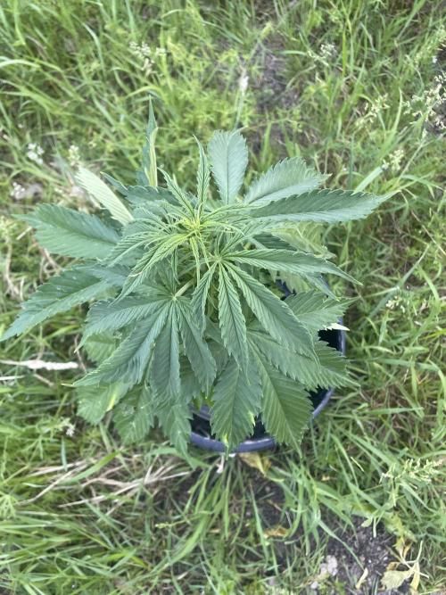 🍪 MSNL Gorilla Cookies Auto 🍪. Week 5