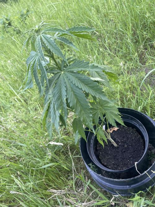 🍪 MSNL Gorilla Cookies Auto 🍪. Week 5