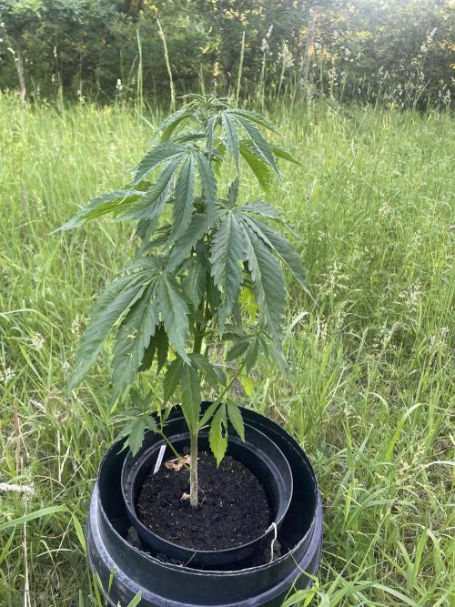 🍪 MSNL Gorilla Cookies Auto 🍪. Week 5