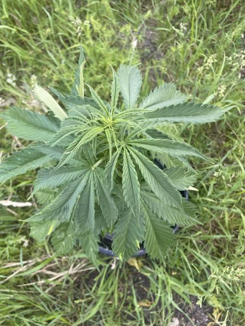 Gorilla Cookies Autoflower. Week 5