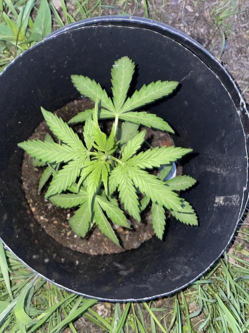 Critical Candy Auto. Week 4