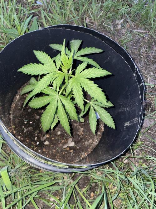 Critical Candy Auto. Week 4
