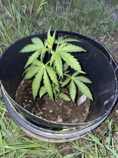 Critical Candy Auto. Week 4