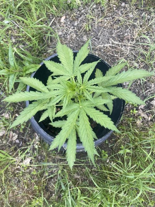 Critical Candy Auto. Week 4