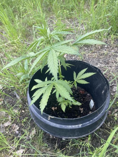 Critical Candy Auto. Week 4