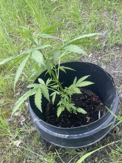 Critical Candy Auto. Week 4