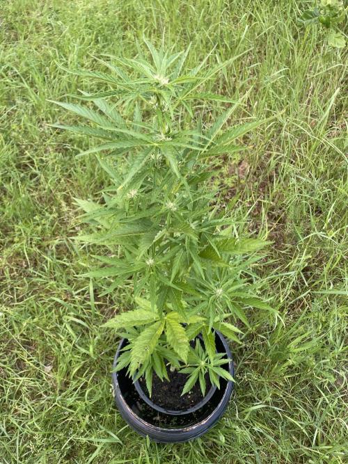 😈MSNL Purple Punch Auto😈. Week 7