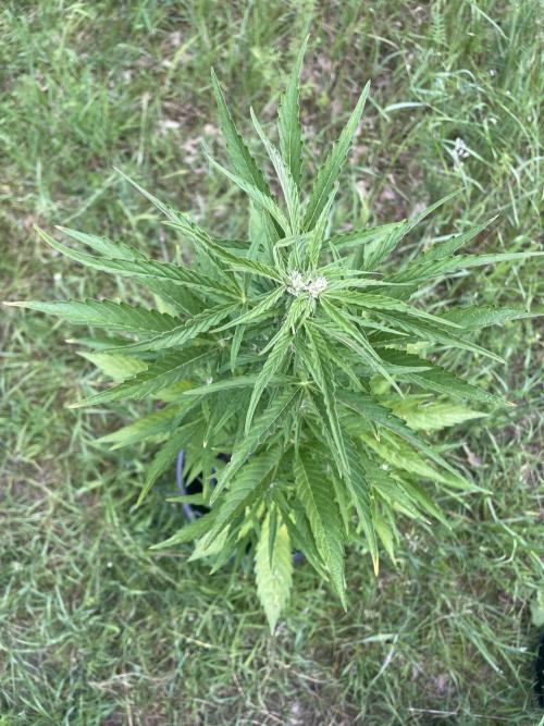 😈MSNL Purple Punch Auto😈. Week 7