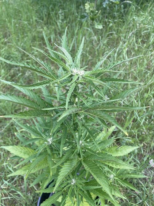 😈MSNL Purple Punch Auto😈. Week 7