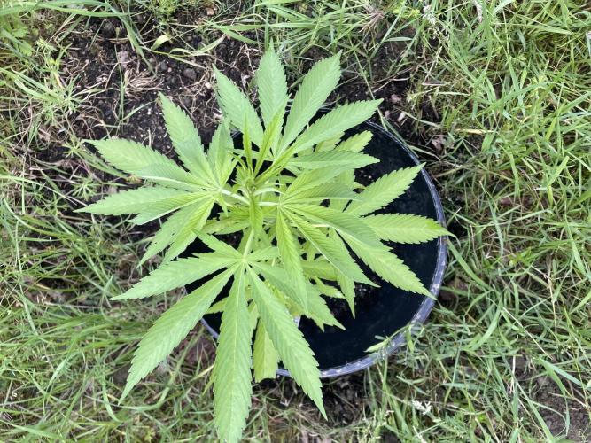 Shishka Lemonade 🍋 GHS Outdoor 🍋. Week 6