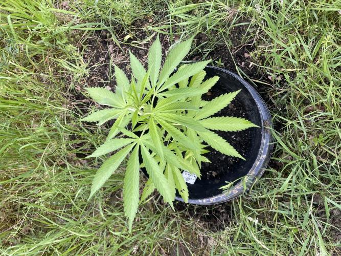 Shishka Lemonade 🍋 GHS Outdoor 🍋. Week 6