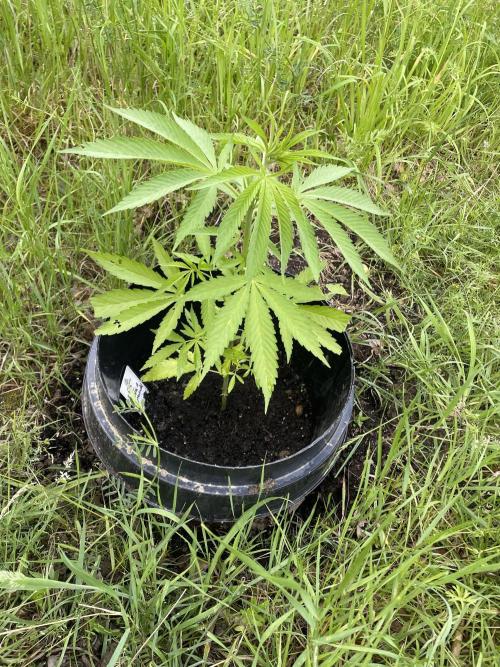 Shishka Lemonade 🍋 GHS Outdoor 🍋. Week 6