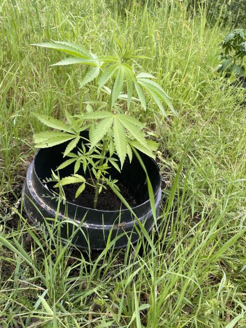 Shishka Lemonade 🍋 GHS Outdoor 🍋. Week 6
