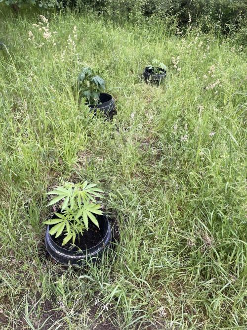 Shishka Lemonade 🍋 GHS Outdoor 🍋. Week 6