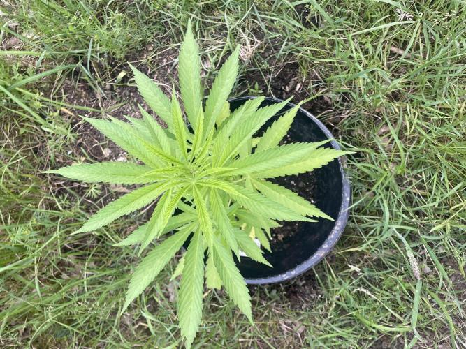 Shishka Lemonade 🍋 GHS Outdoor 🍋. Week 6