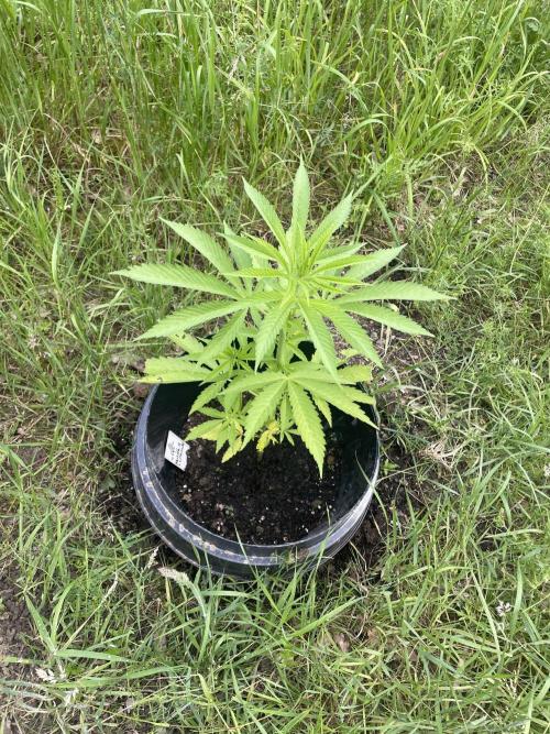 Shishka Lemonade 🍋 GHS Outdoor 🍋. Week 6