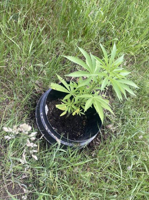 Shishka Lemonade 🍋 GHS Outdoor 🍋. Week 6