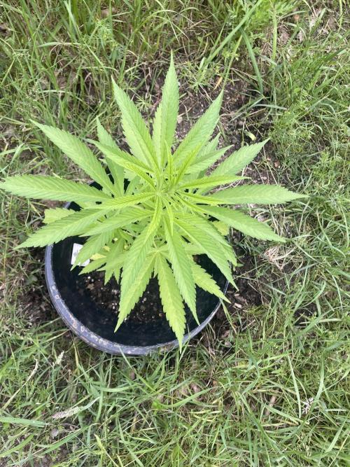 Shishka Lemonade 🍋 GHS Outdoor 🍋. Week 6