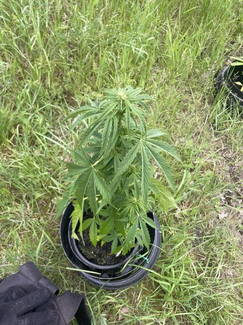 Thc Bomb Auto Outdoor. Week 6