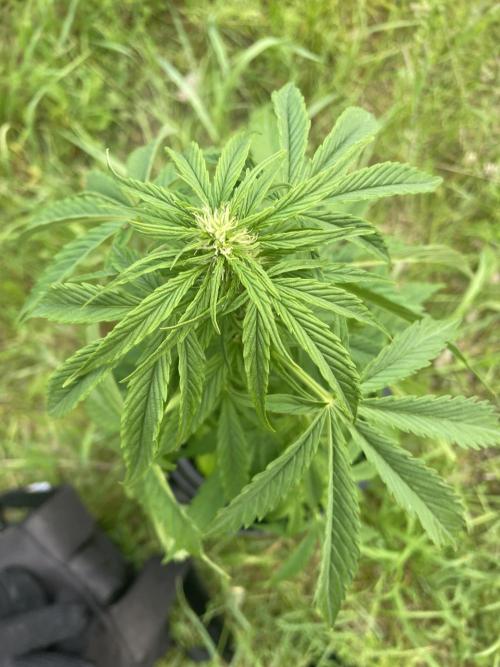 Thc Bomb Auto Outdoor. Week 6