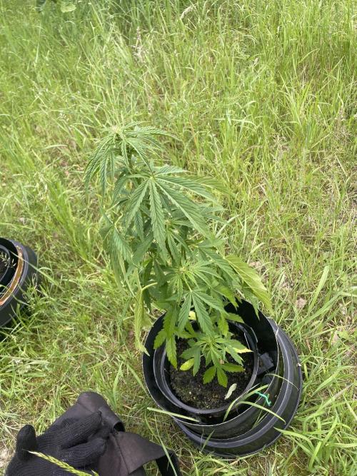Thc Bomb Auto Outdoor. Week 6