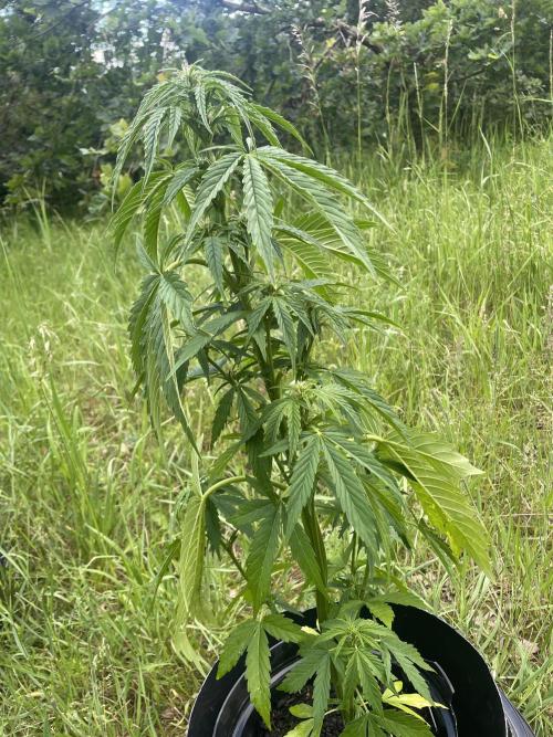 Thc Bomb Auto Outdoor. Week 6