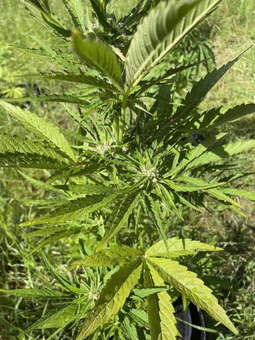 Thc Bomb Auto Outdoor. Week 6