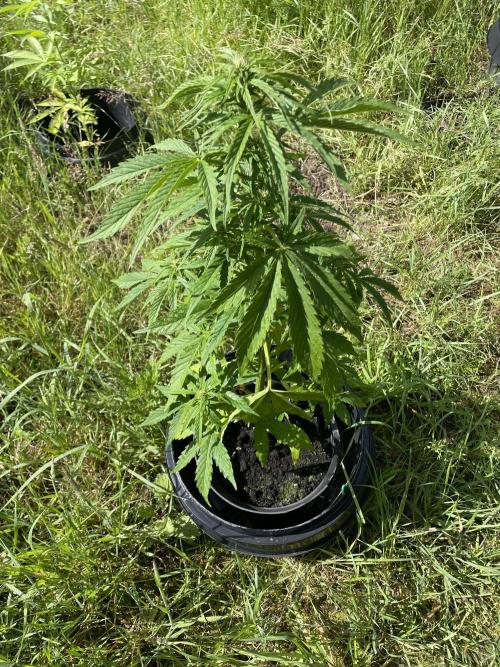 Thc Bomb Auto Outdoor. Week 6