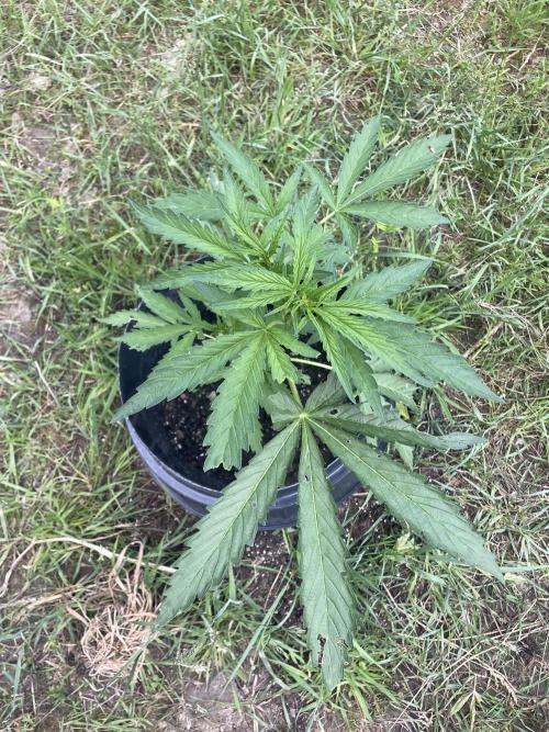 Biscotti Auto Outdoor UK. Week 5
