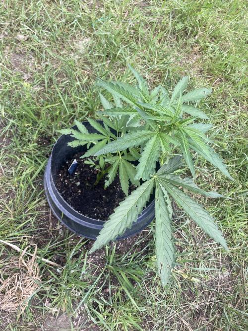 Biscotti Auto Outdoor UK. Week 5