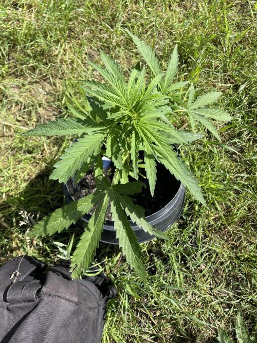 Biscotti Auto Outdoor UK. Week 5