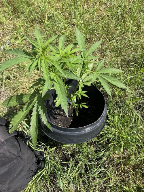 Biscotti Auto Outdoor UK. Week 5