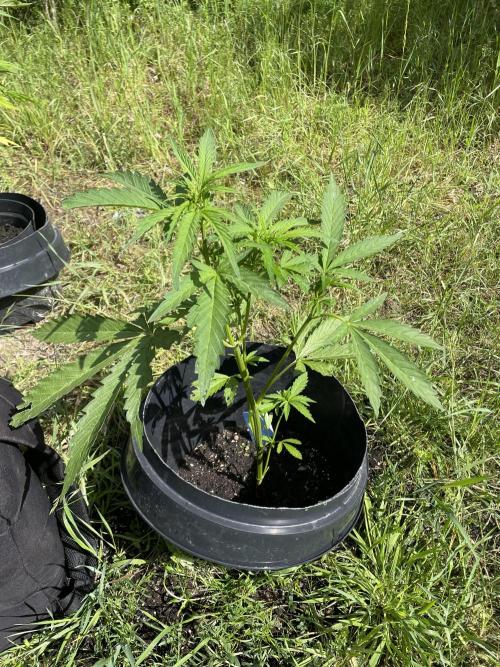 Biscotti Auto Outdoor UK. Week 5
