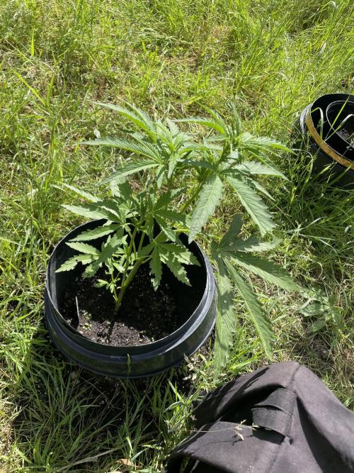 Biscotti Autoflowering. Week 5