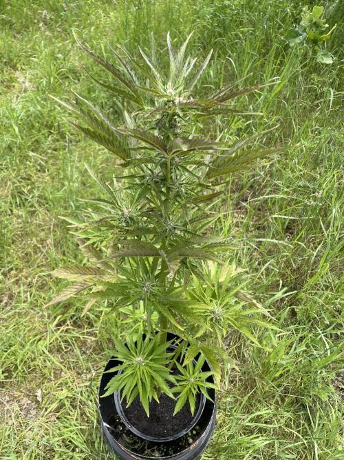 😈MSNL Purple Punch Auto😈. Week 8