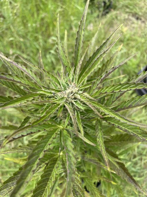 😈MSNL Purple Punch Auto😈. Week 8