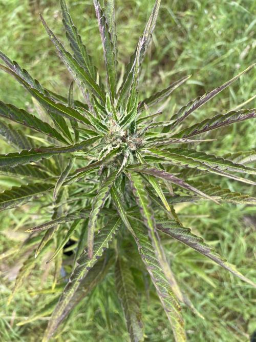 😈MSNL Purple Punch Auto😈. Week 8