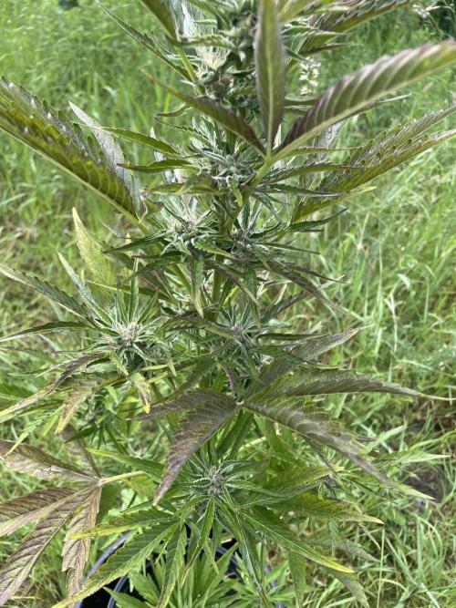 😈MSNL Purple Punch Auto😈. Week 8