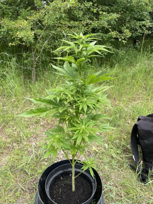 🍪 MSNL Gorilla Cookies Auto 🍪. Week 7