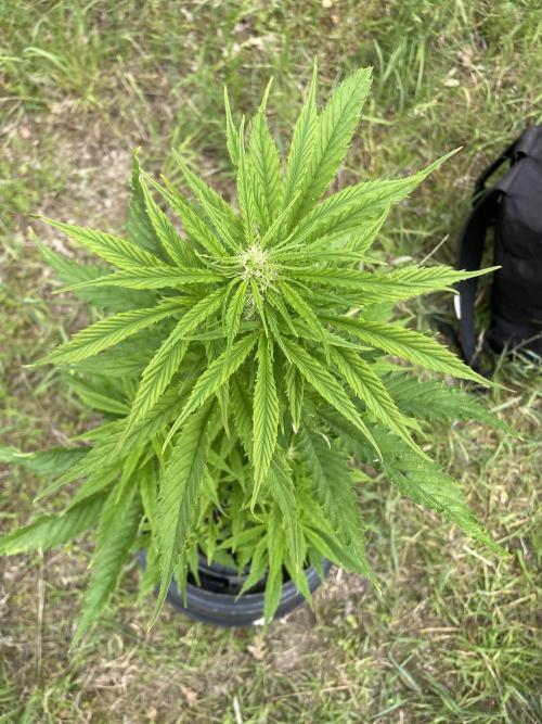 🍪 MSNL Gorilla Cookies Auto 🍪. Week 7