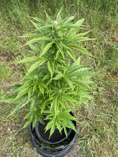 🍪 MSNL Gorilla Cookies Auto 🍪. Week 7