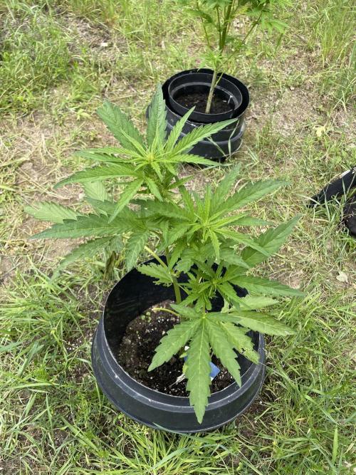 Biscotti Auto Outdoor UK. Week 6