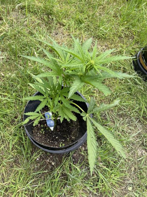 Biscotti Auto Outdoor UK. Week 6