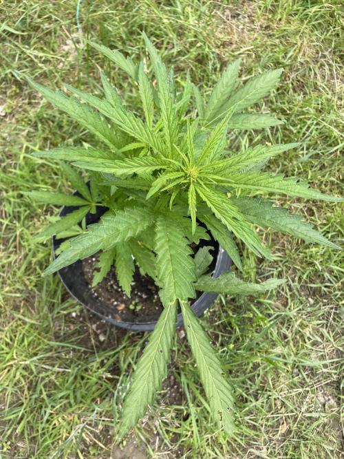 Biscotti Auto Outdoor UK. Week 6