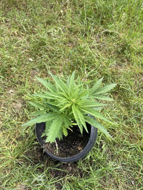 Biscotti Auto Outdoor UK. Week 6