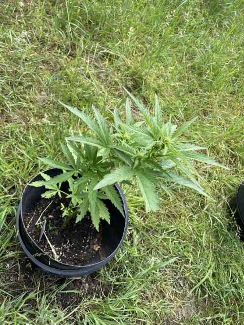 Biscotti Auto Outdoor UK. Week 6