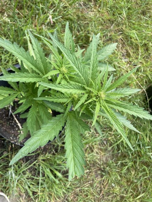 Biscotti Autoflowering. Week 6