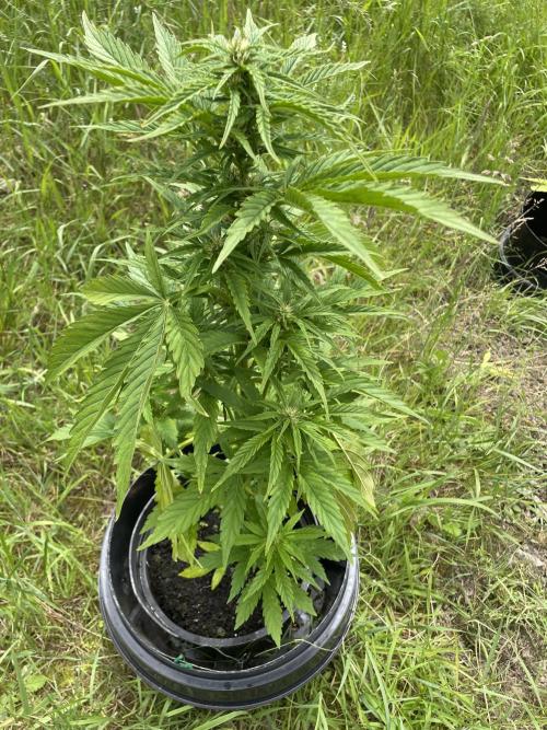 Critical Candy Auto. Week 6