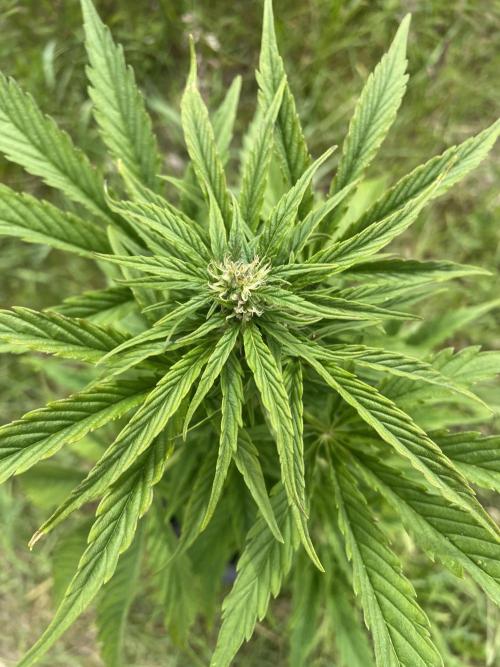 Critical Candy Auto. Week 6
