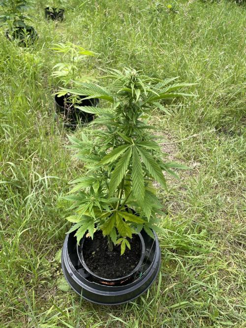 Critical Candy Auto. Week 6